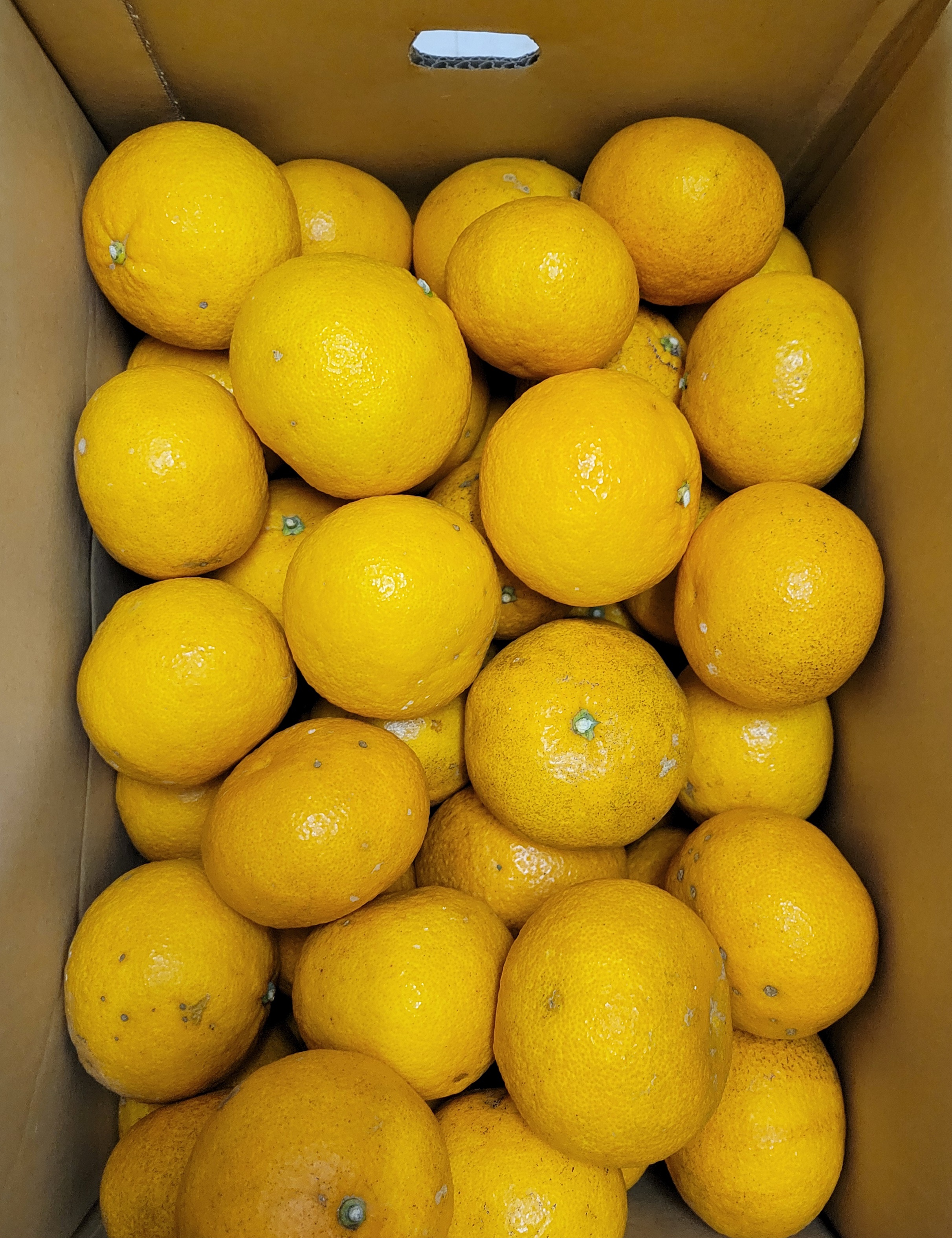 【季節限定】甘夏ドレッシング（静岡産甘夏）酸味と甘みが程よく、すっきり爽やかで生野菜を美味しく食べられます