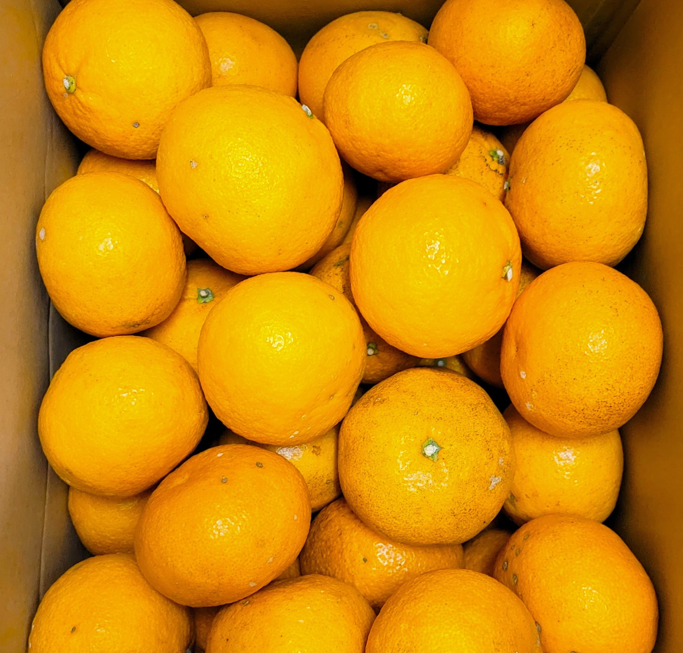 甘夏ドレッシング【季節限定】静岡産の甘夏🍊すっきり、さっぱり爽やか、フレッシュ！